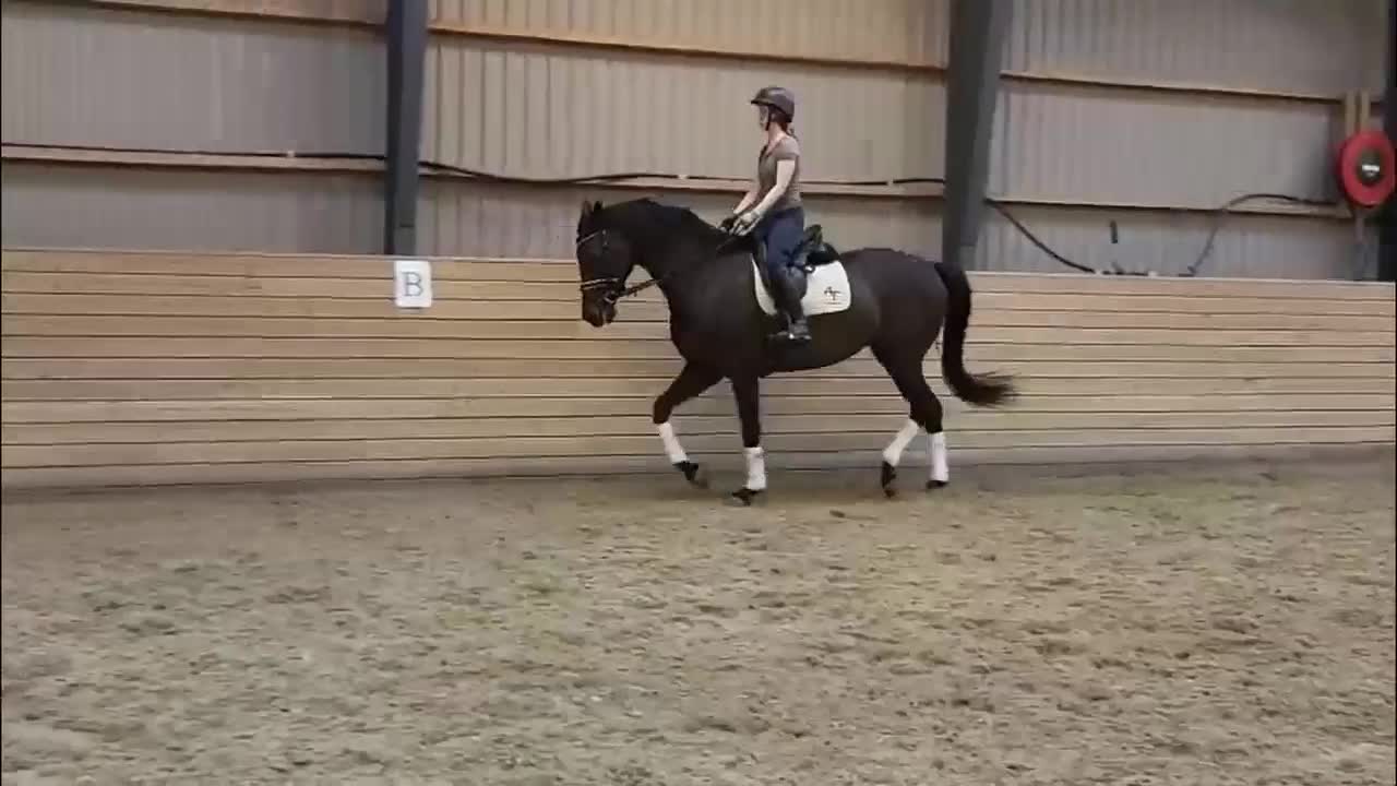Dressyr hästar till salu: Elegant 8-årigt dressyrsto | 178 cm | Exceptionell - Video 1