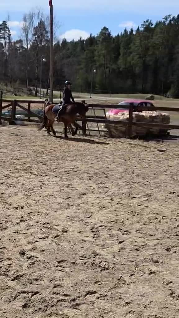 Allround hästar till salu: Fantastiska barnponnyer! :-)  - Video 3