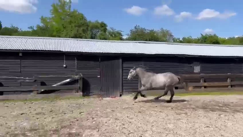 Hoppning hästar till salu: 3YO CONNEMARA – ELITE JUMPING PROSPECT i Ljungby - Video 3