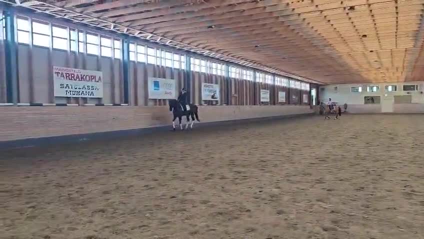 Dressyr hästar till salu: KWPN valack, 6 år - Video 3