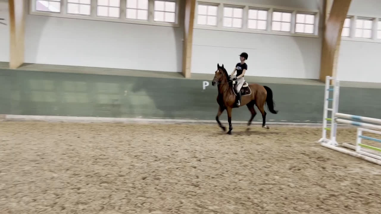 Allround hästar till salu: Välstammad o snygg allround inriktning hoppning i Stallarholmen - Video 1
