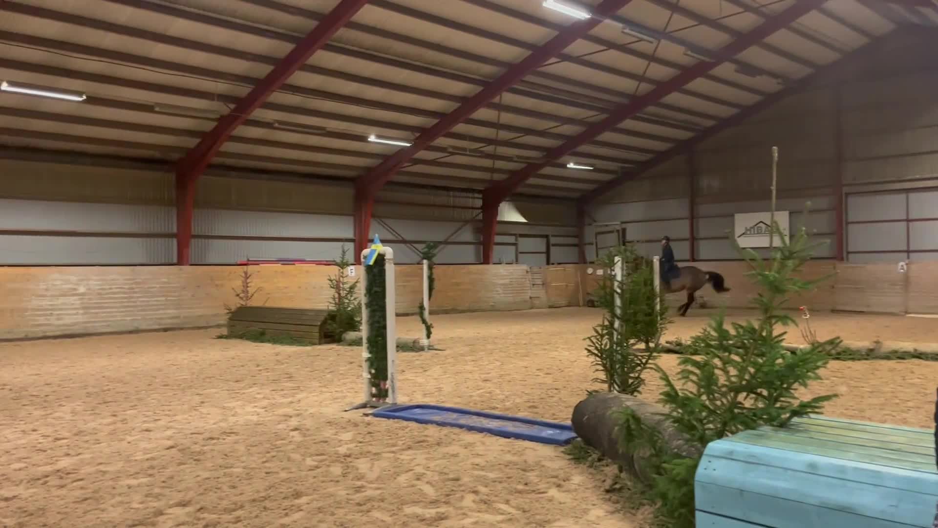 Hoppning hästar till salu: Perfekta mor/dotter hästen/bästa kompis - Video 3