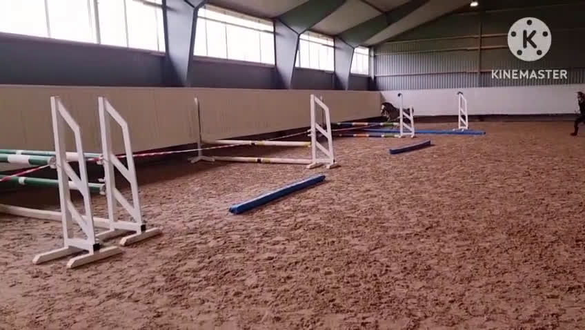  foderhäst finnes: B-ponny söker aktiv fodervärd m hästkunnig familj - Video 1