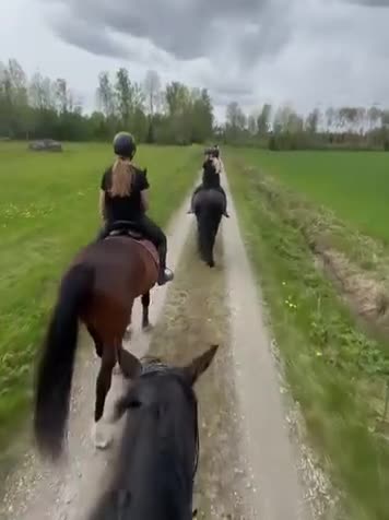 Hoppning hästar till salu: 6 årigt sto med kapacitet  - Video 1