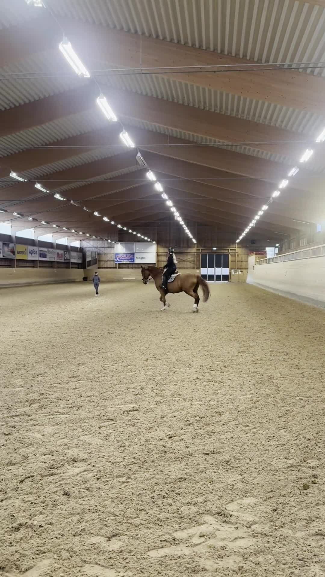 Allround hästar till salu: Trygg och trevlig allroundhäst med potential - Video 2