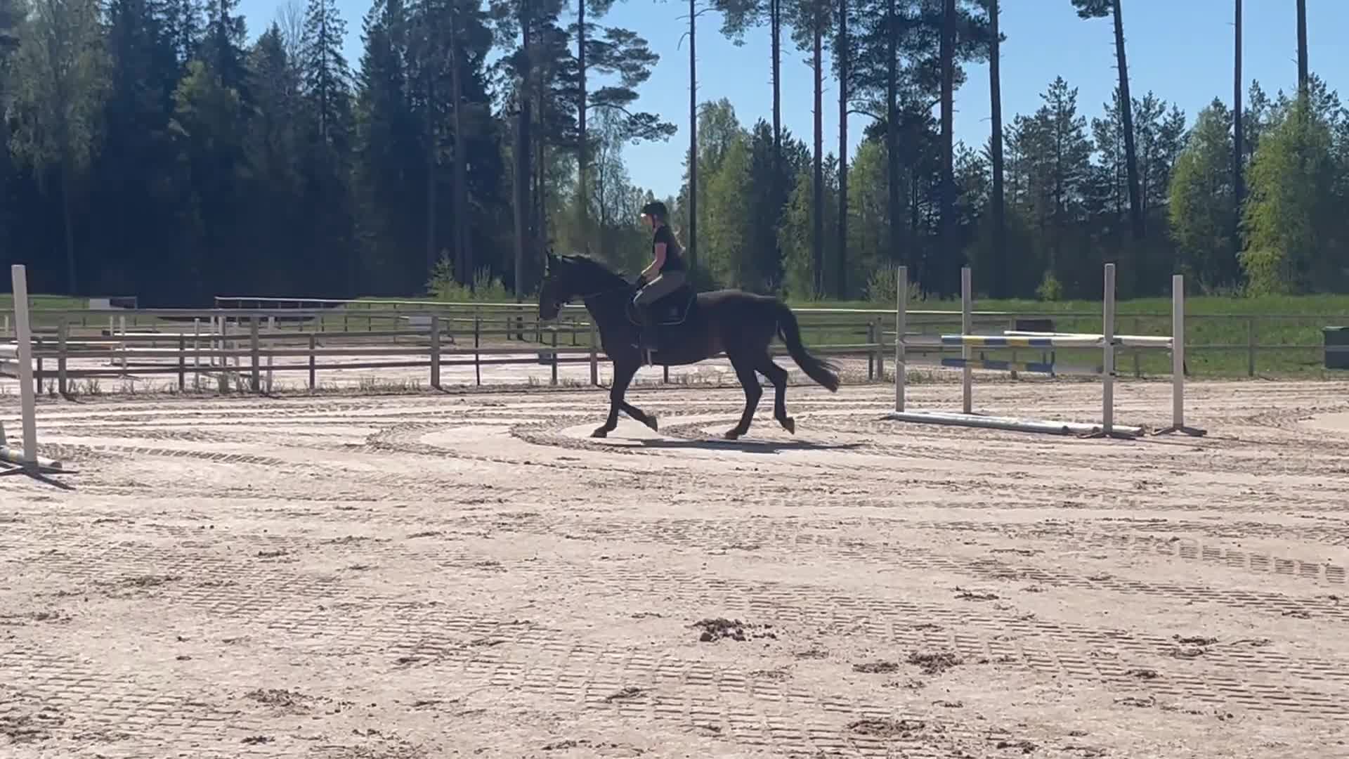 Allround hästar till salu: En pärla för framtiden  - Video 1
