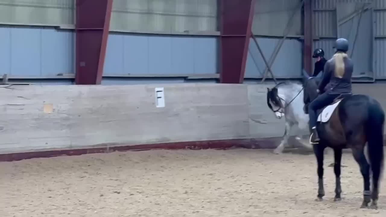 Allround hästar till salu: Irish cob född 2020 - Video 1