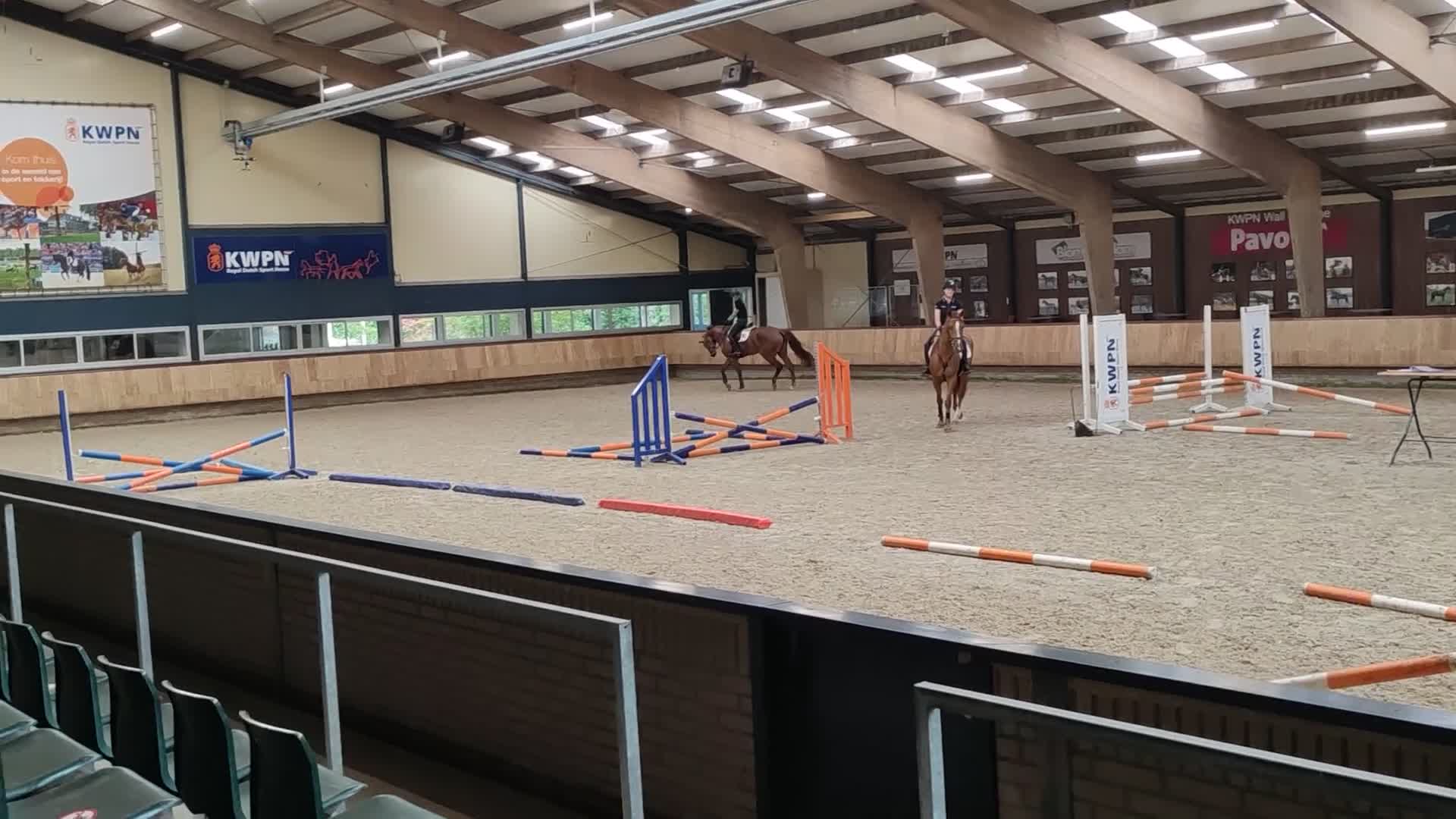 Avelshästar hästar till salu: Till salu: Avelssto med stark hoppstam - Video 1