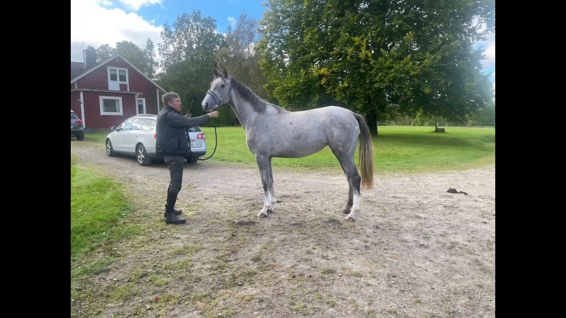 Hoppning hästar till salu: Lovande 2-åringar i Ljungby - Video 1