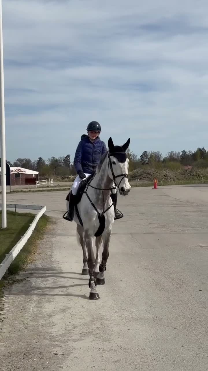 Allround hästar till salu: Fantastisk häst som kan både hoppning o dressyr🤩 - Video 2