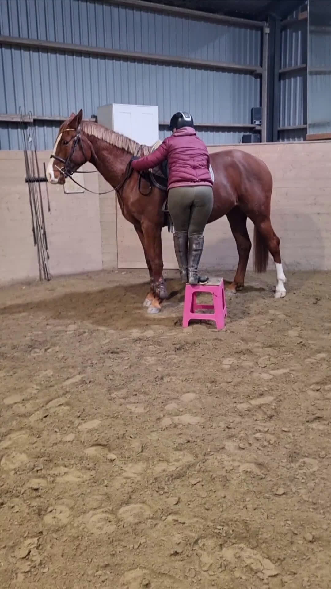 Hoppning hästar till salu: Mycket lovande Unghäst i Ingelstad - Video 2