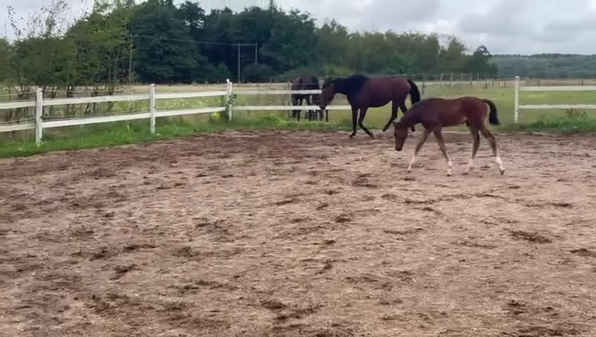 Dressyr hästar till salu: e Hesselhöjs Donkey Boy ue Carlton Hill i Billesholm - Video 1