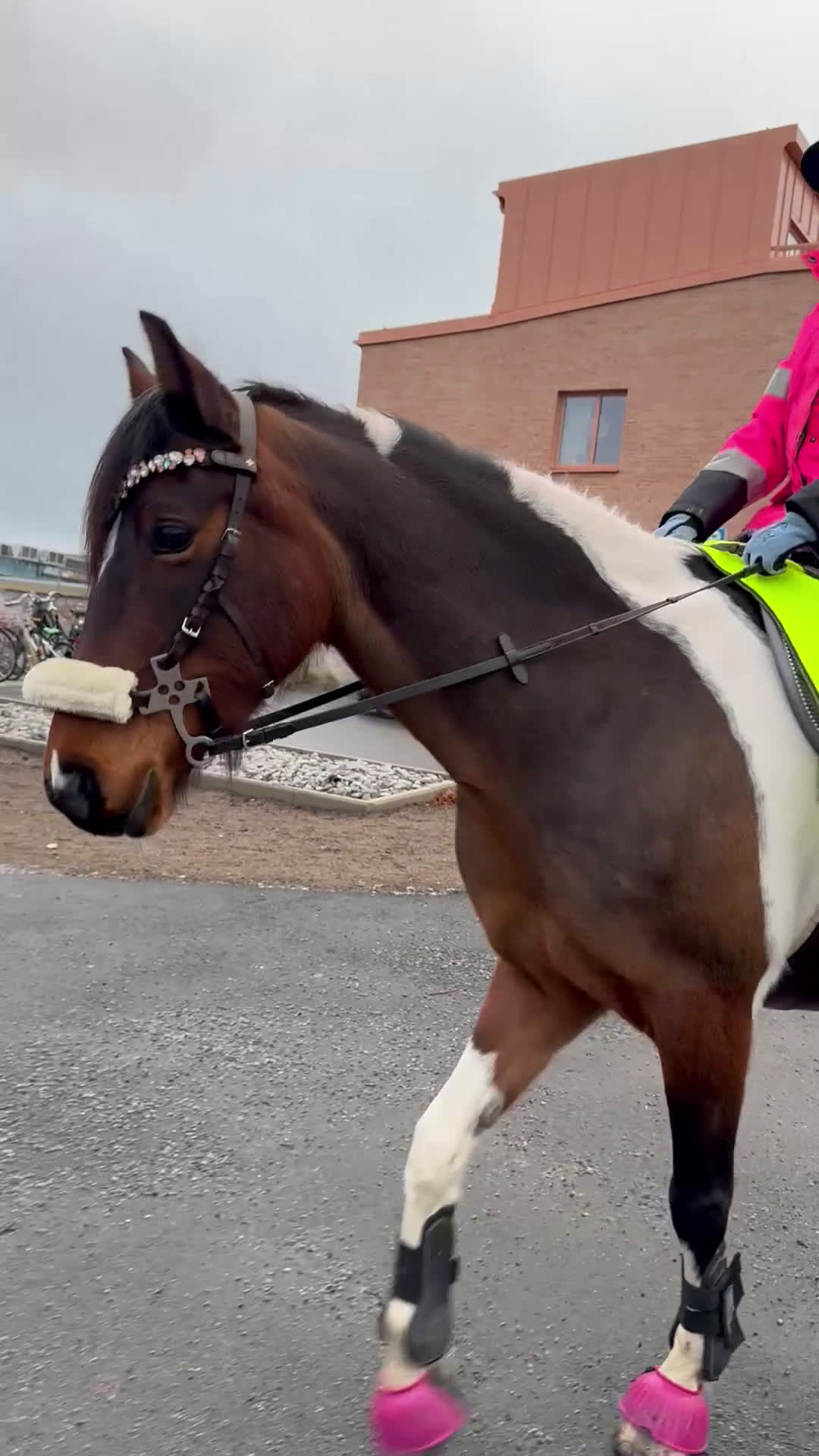 Allround hästar till salu: Världens gulligaste Bianca!  i Värmdö - Video 4