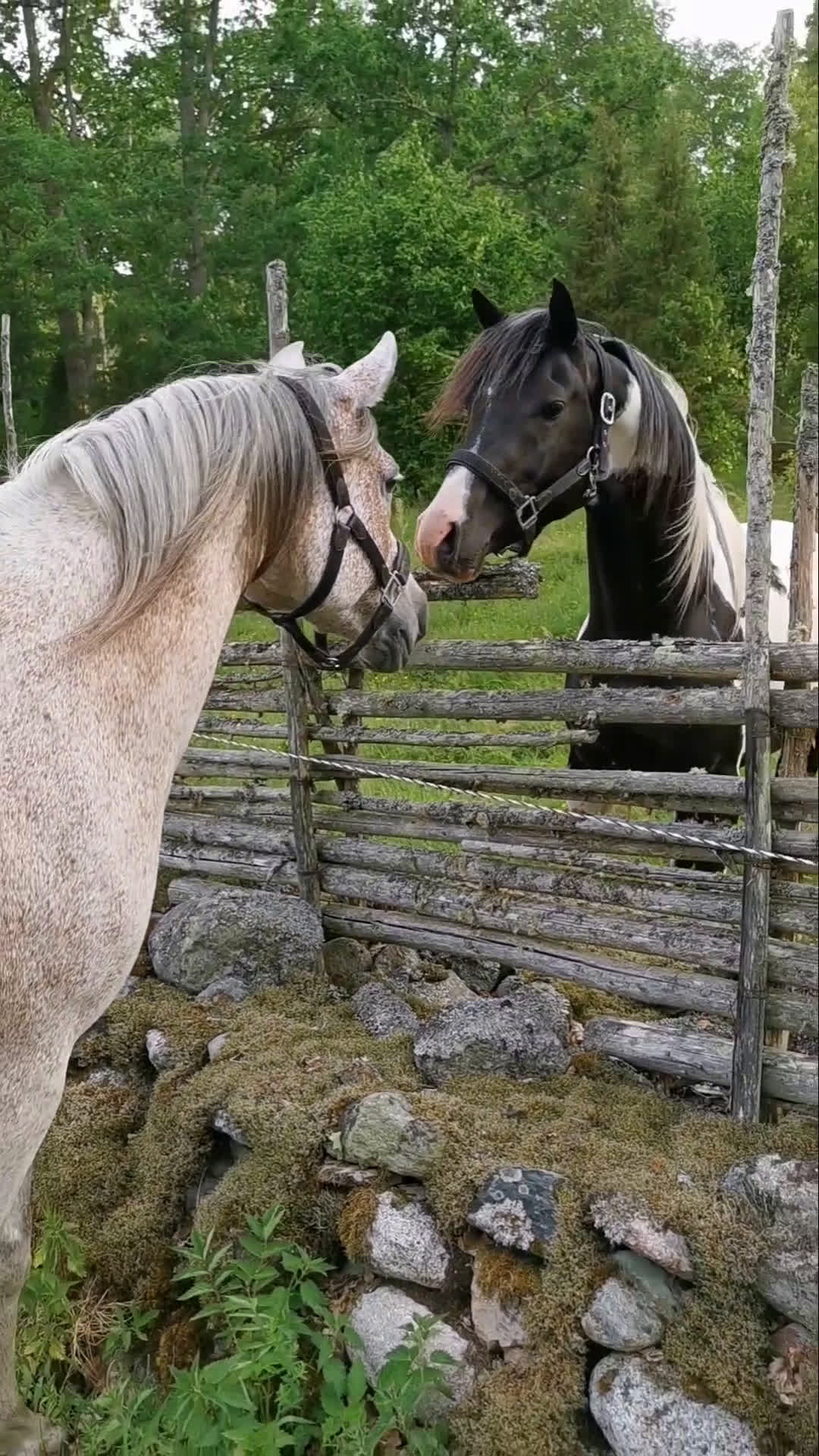  avel finnes: 98%arab skäck  - Video 2