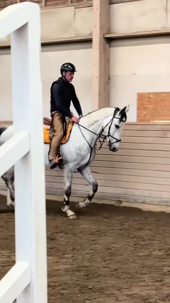 Hoppning hästar till salu: Lovande valack  i Kungsängen - Video 1