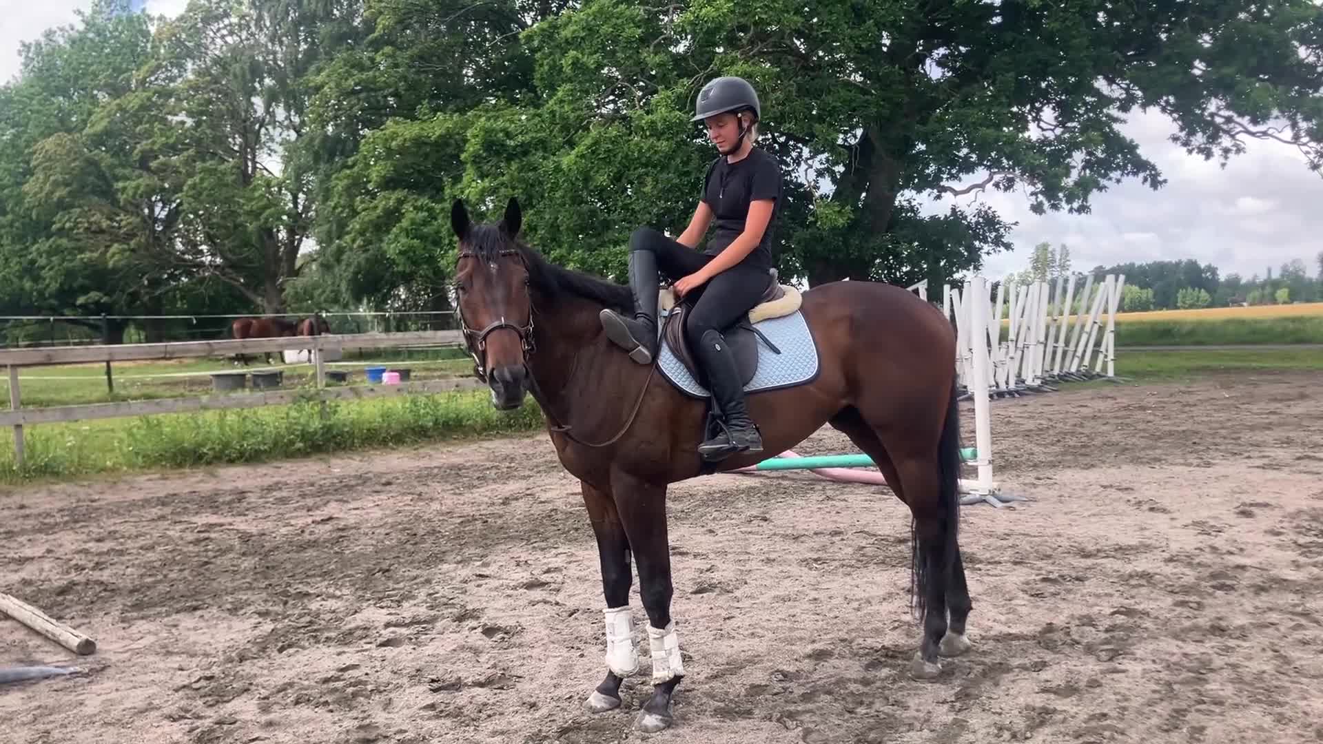 Allround hästar till salu: Snäll okomplicerad kille  - Video 2