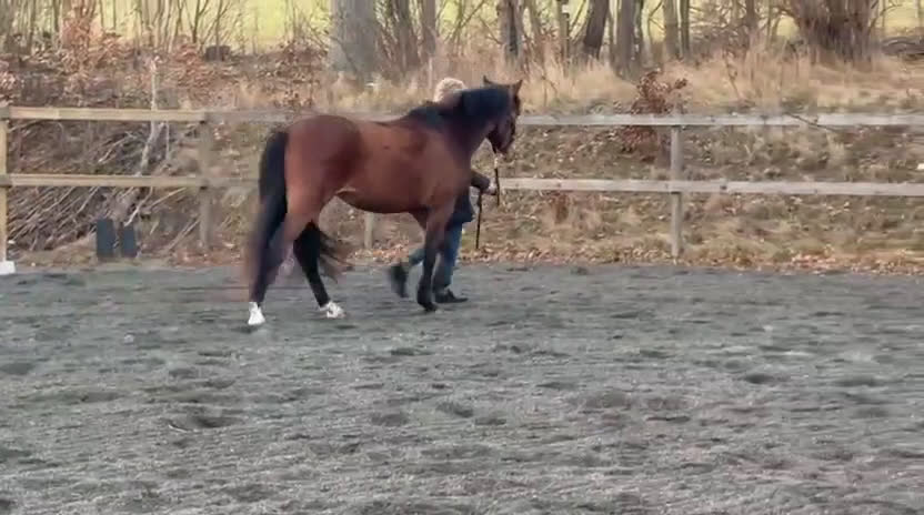 Övrigt hästar till salu: Sportponny för framtiden - Video 3