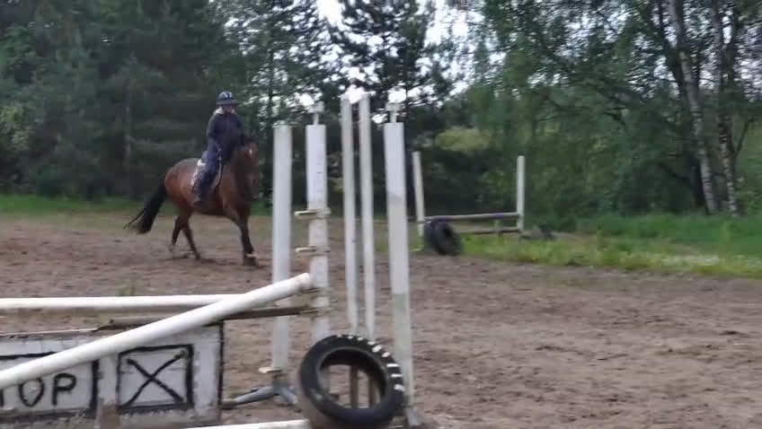 Hoppning hästar till salu: Gucci 2021 - Video 2