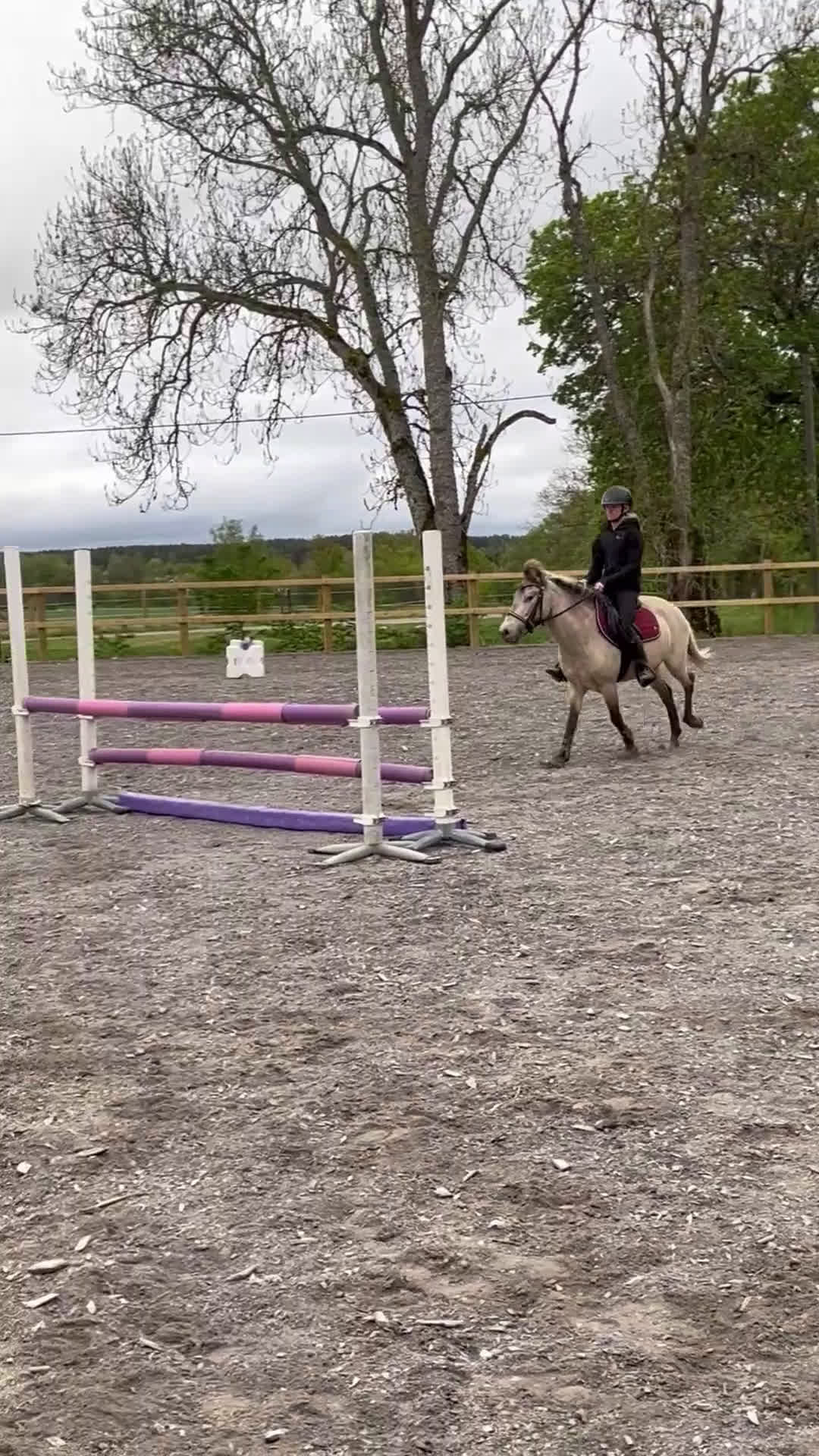 Allround hästar till salu: Unik Bästa Vän  - Video 3