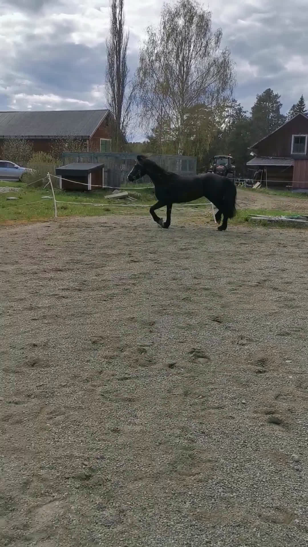 Allround hästar till salu: Sportigt Sto! Trav,rid, avel i Leksand - Video 3