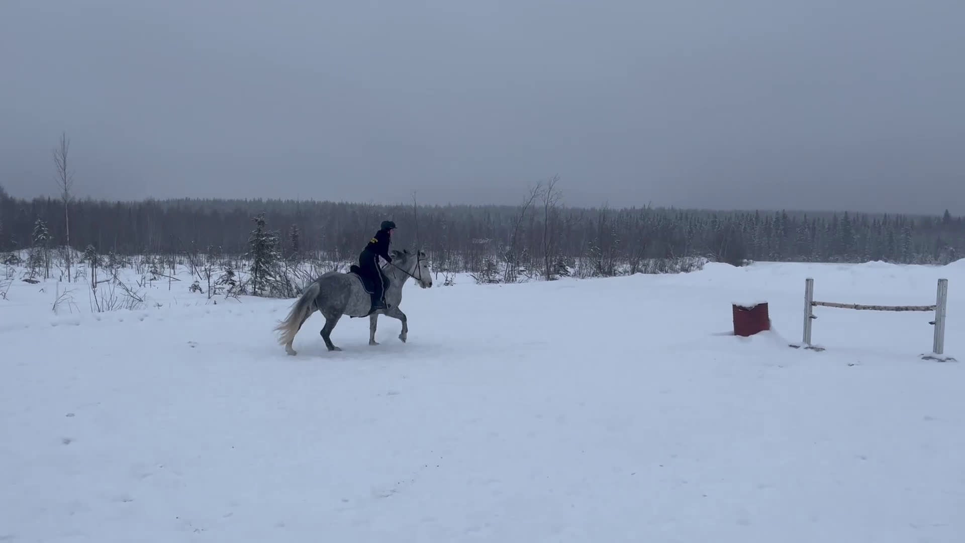 Allround hästar till salu: Lyxig allroundhäst - Video 1
