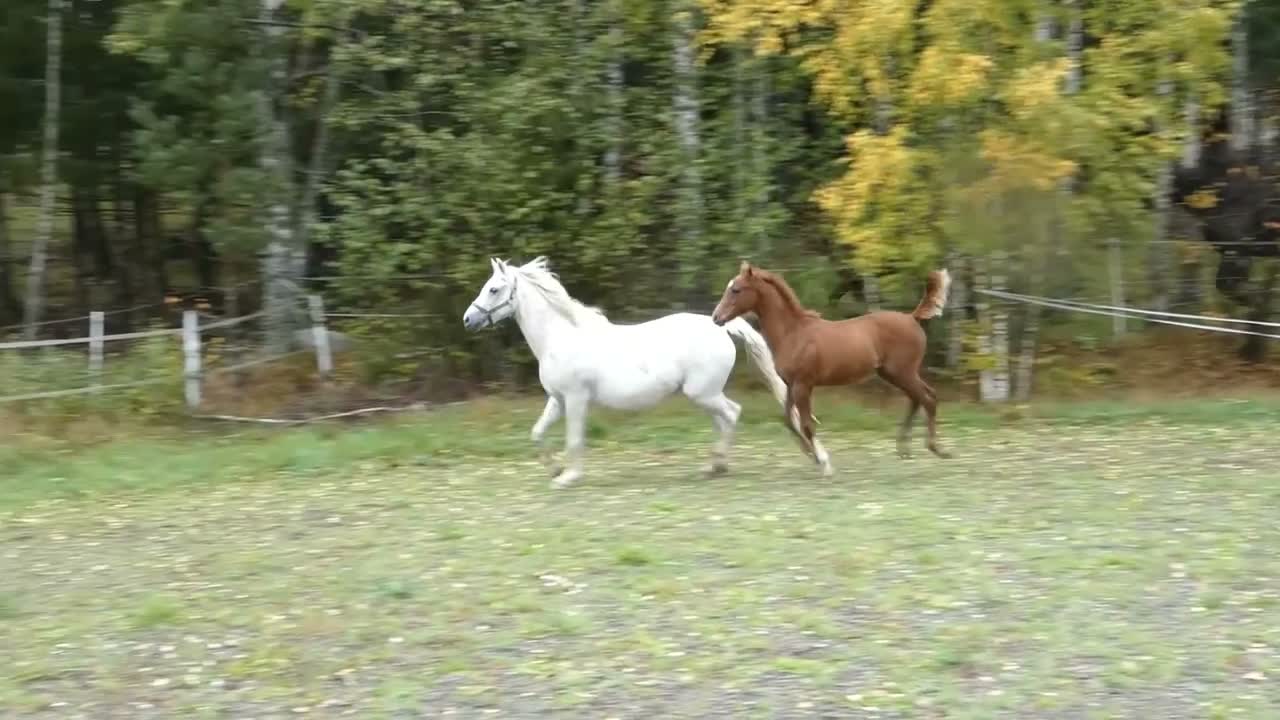 Allround hästar till salu: Zackaros - söt som socker - Video 1