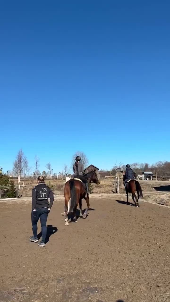 Allround hästar till salu: 5-årig D-ponny med stor utvecklingspotential - Video 2