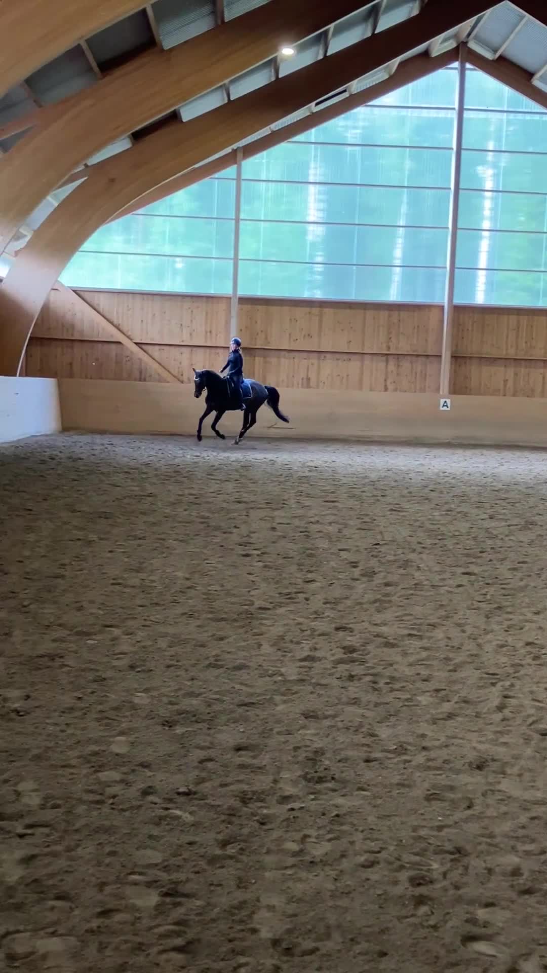 Allround hästar till salu: SWB- Valack - Video 2
