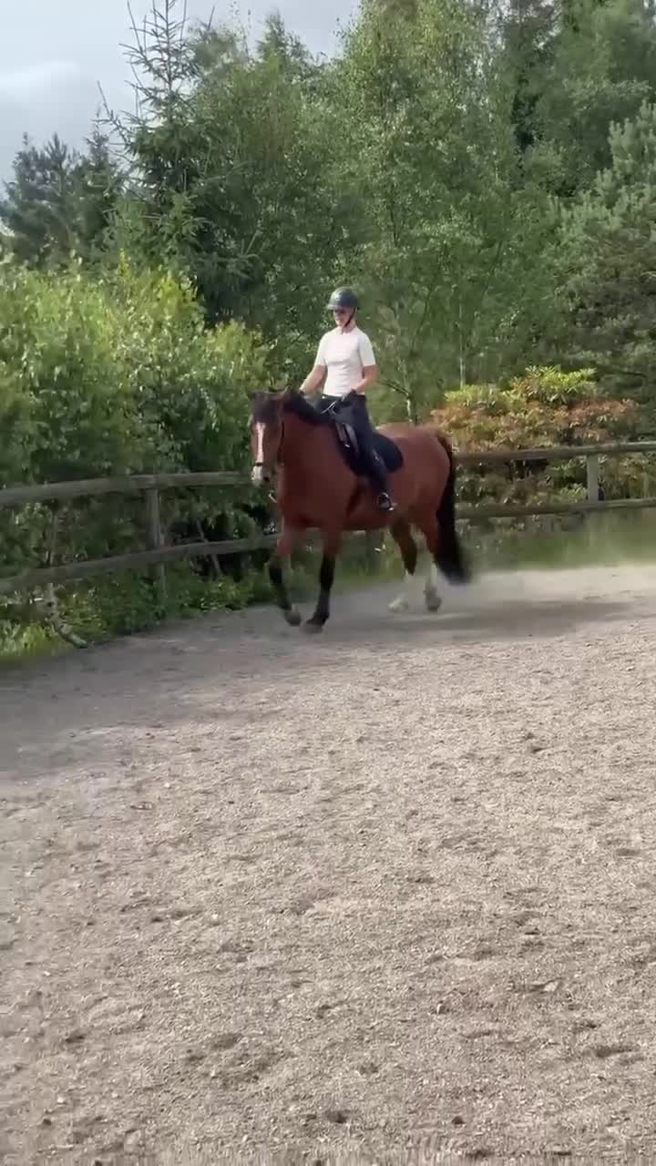 Allround hästar till salu: Talangfullt SWB-sto för erfaren ryttare - Video 1