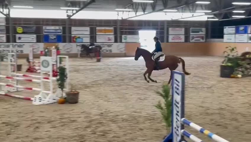 Allround hästar till salu: Vallack 12 år till lättare ridning / sällskap - Video 2