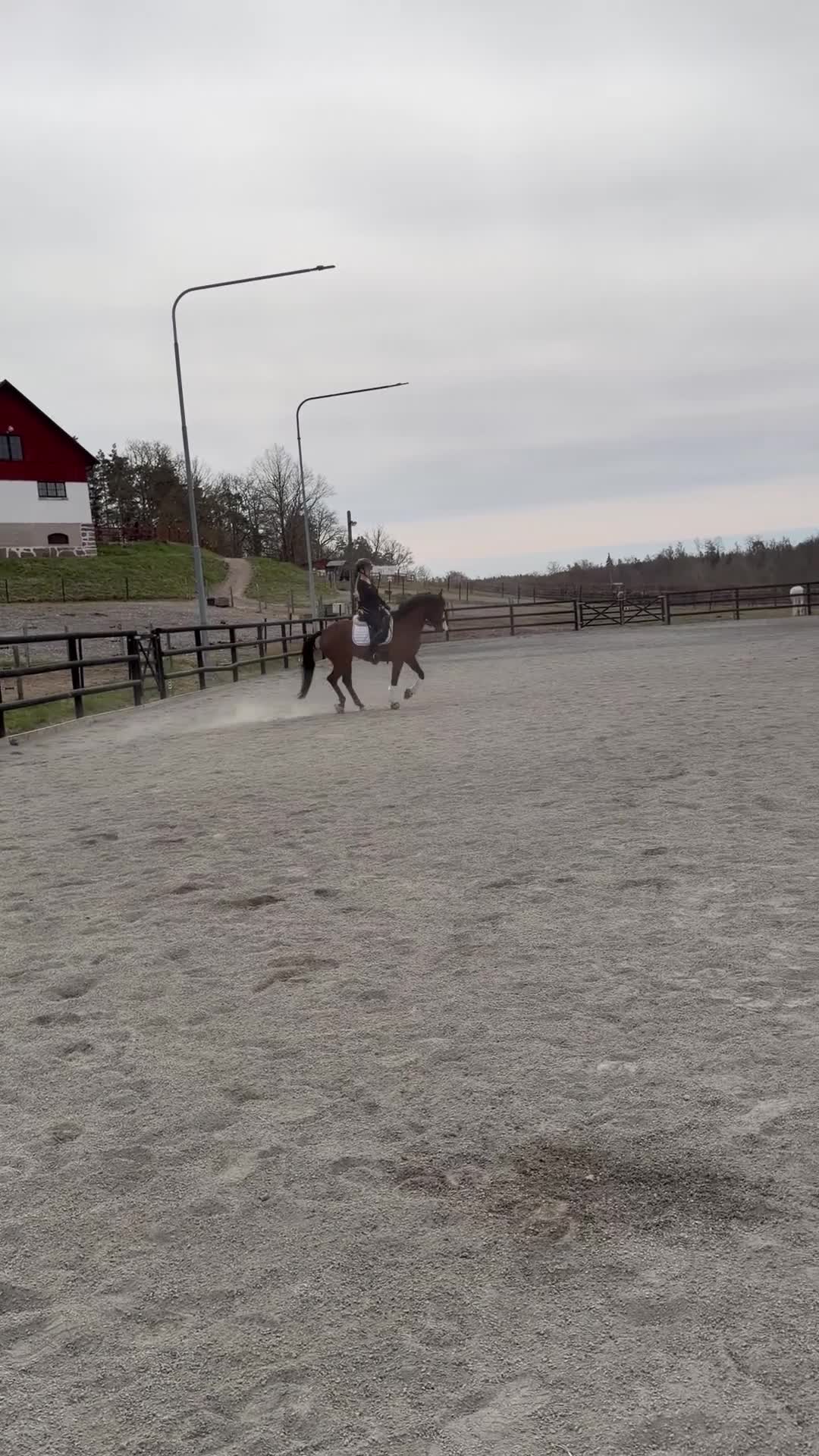 Dressyr hästar till salu: FEI ponny till salu 🌟 i Södertälje - Video 5