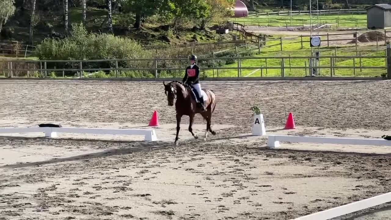 Hoppning hästar till salu: Exceptionellt sto med stor kvalitet i Hörby - Video 5