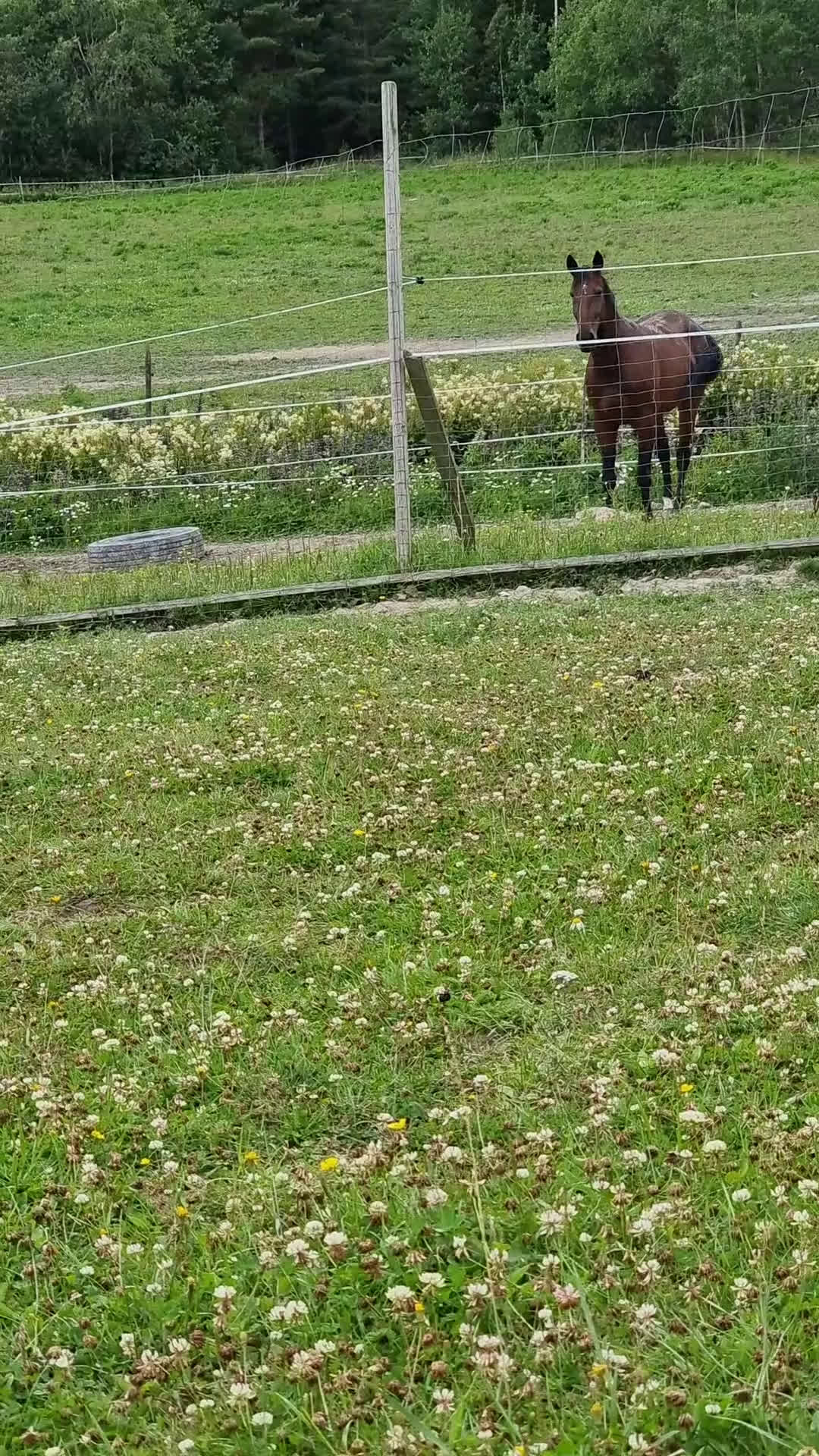 Allround hästar till salu: Vbl valack Ridhäst 174 cm 6 år - Video 2
