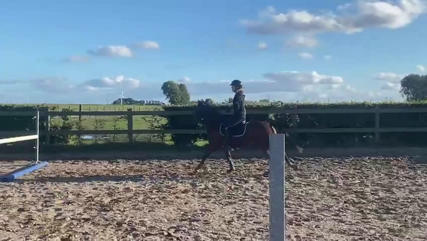 Hoppning hästar till salu: Romeo’s Karl Smart i Roskilde - Video 3