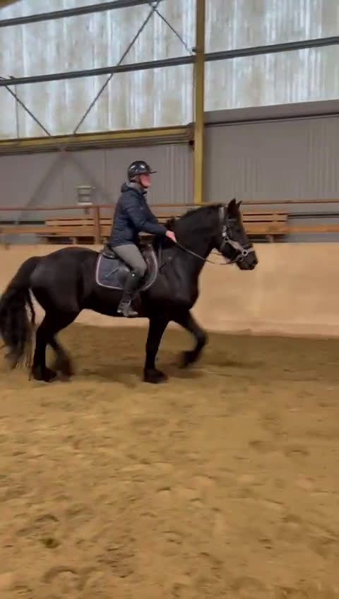 Allround hästar till salu: Vacker Frieser söker nytt hem 🌟 i Svanesund - Video 1