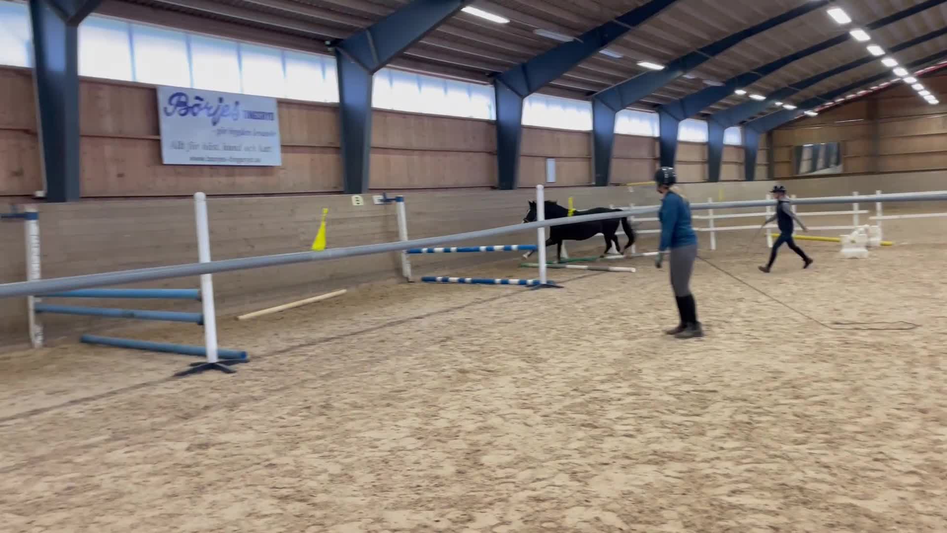 Allround hästar till salu: KWPN-valack söker lugnt och tryggt hem i Oskarshamn - Video 3