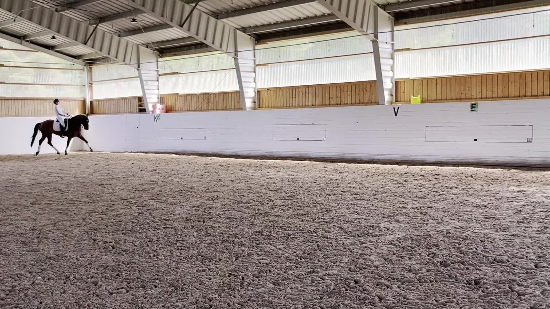 Dressyr hästar till salu: Dressyrhäst med utstrålning - Video 4