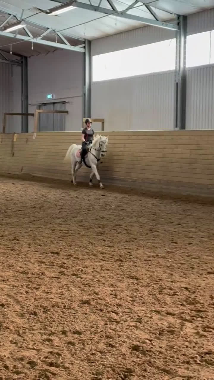 Allround hästar till salu: Snäll valack i Lysekil - Video 4