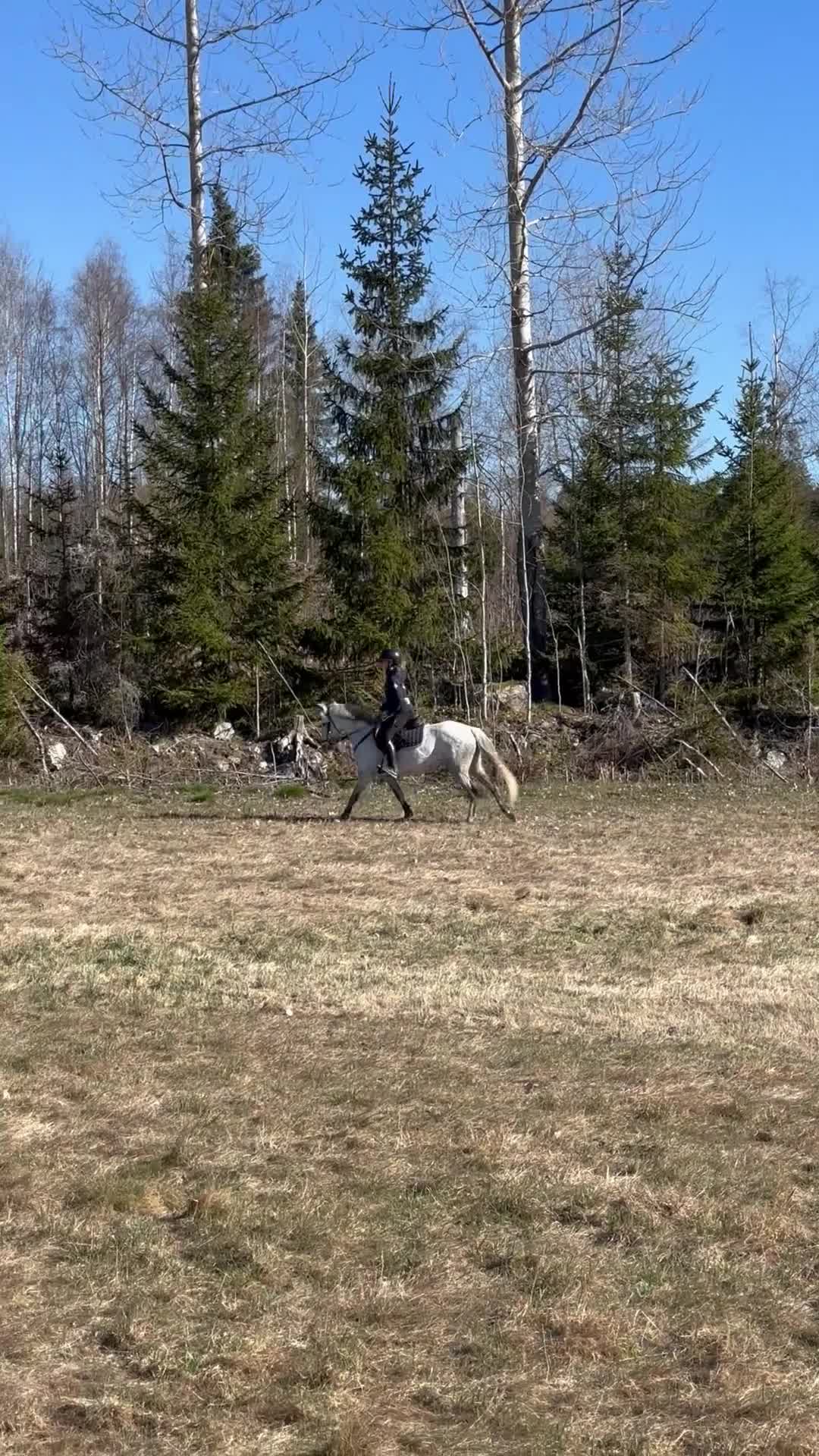 Hoppning hästar till salu: Utvecklingsbar hopponny med kapacitet  - Video 3