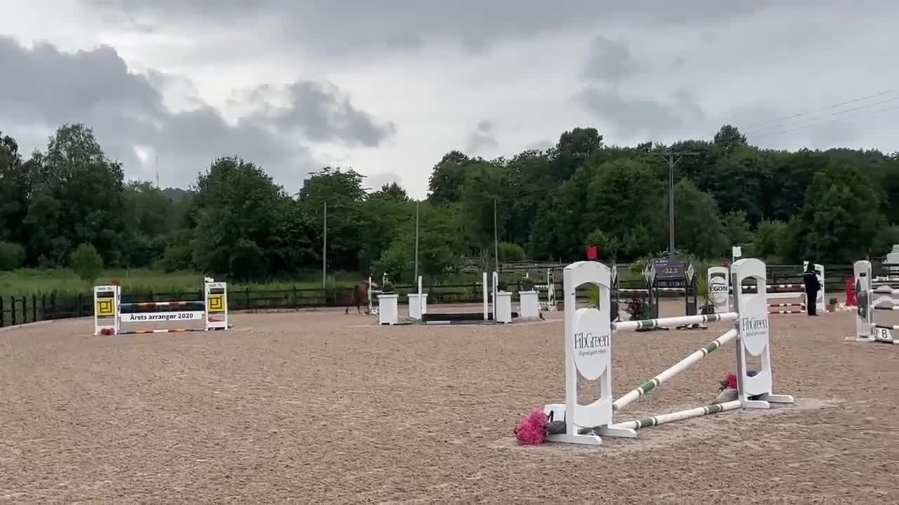 Hoppning hästar till salu: Hesten med hjertet av gull tilsalgs  - Video 2