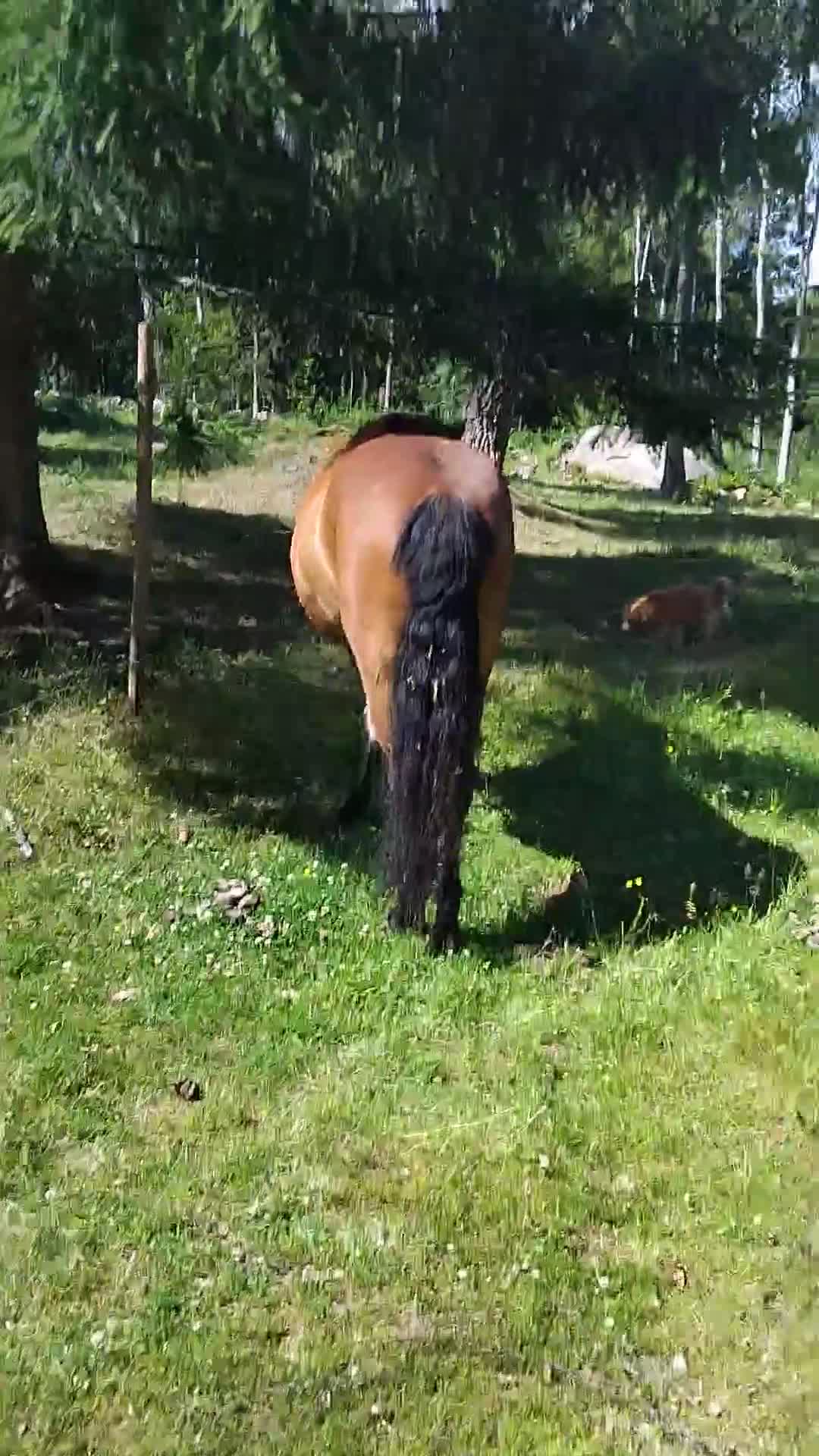 Island hästar till salu: Snygg med mycket vilja - Video 3