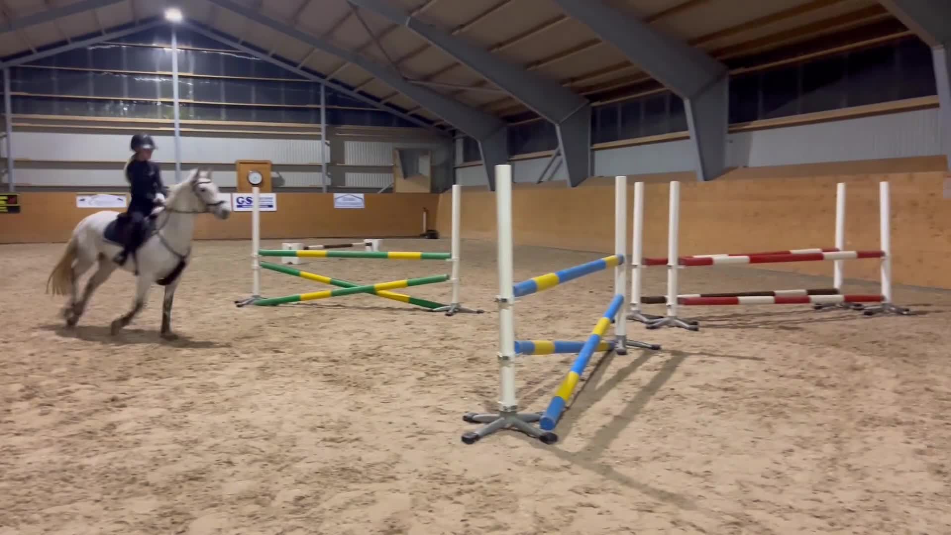 Allround hästar till salu: Maxad C - ponny för alla discipliner  - Video 3