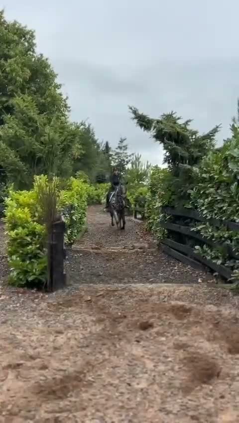 Allround hästar till salu: Vackert sto - Video 1