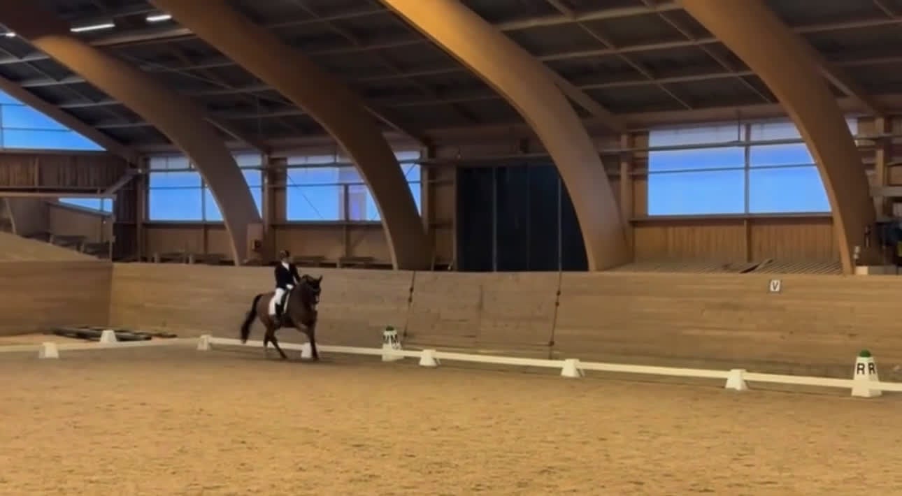 Dressyr hästar till salu: Reserverad! Snäll och okomplicerad läromästare - Video 2