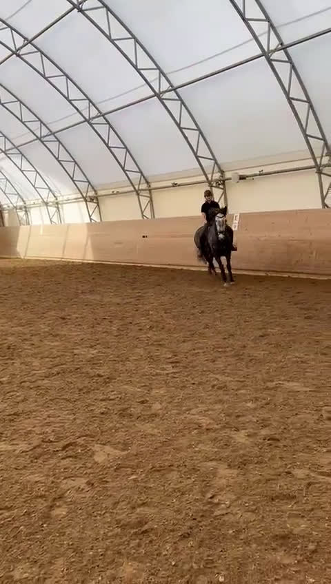 Dressyr hästar till salu: Fantastisk 7-årig PRE-valack till salu ✨  i Bergshamra - Video 3