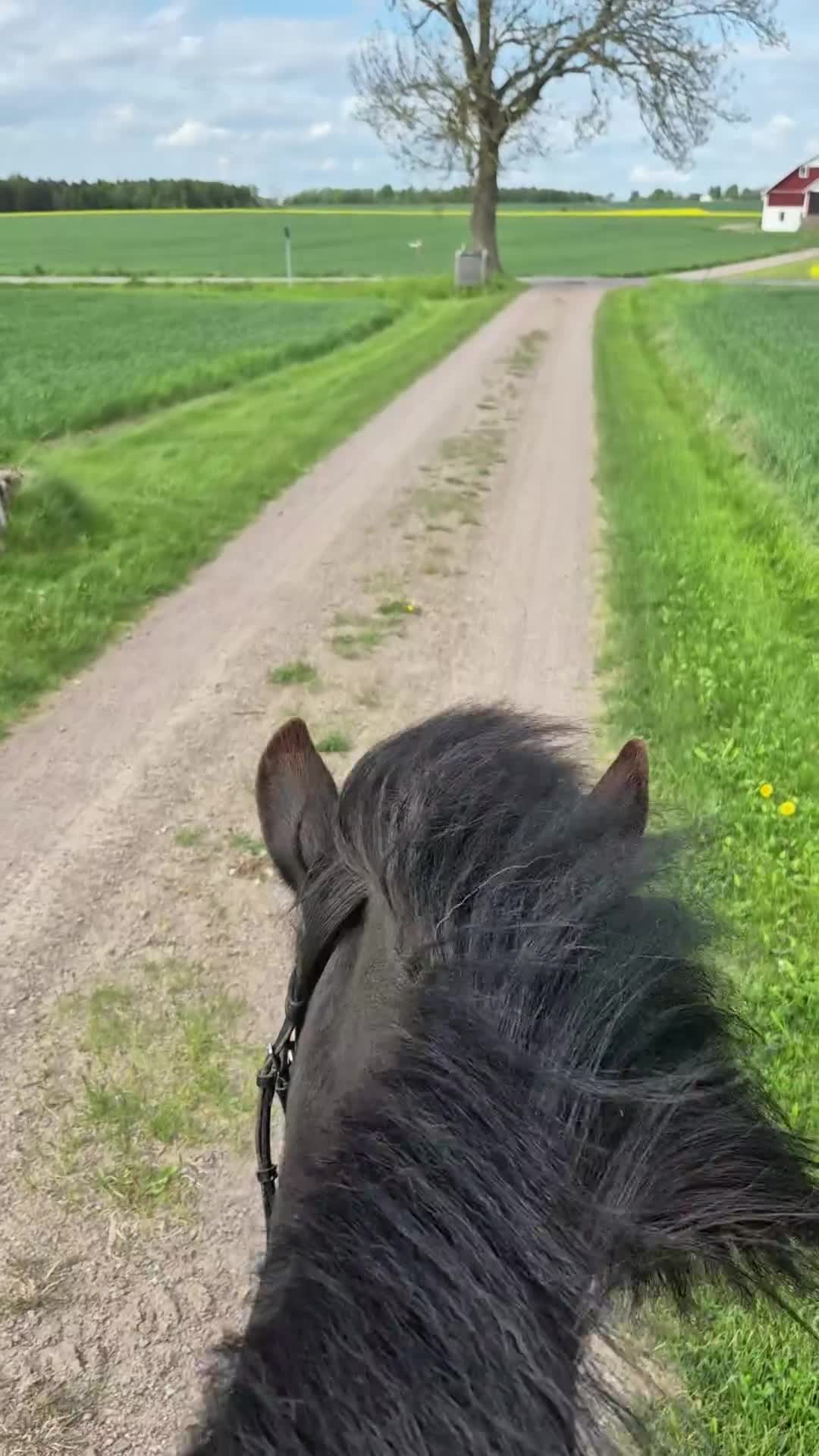 Allround hästar till salu: Trygg islandshäst för uteritter - Video 2