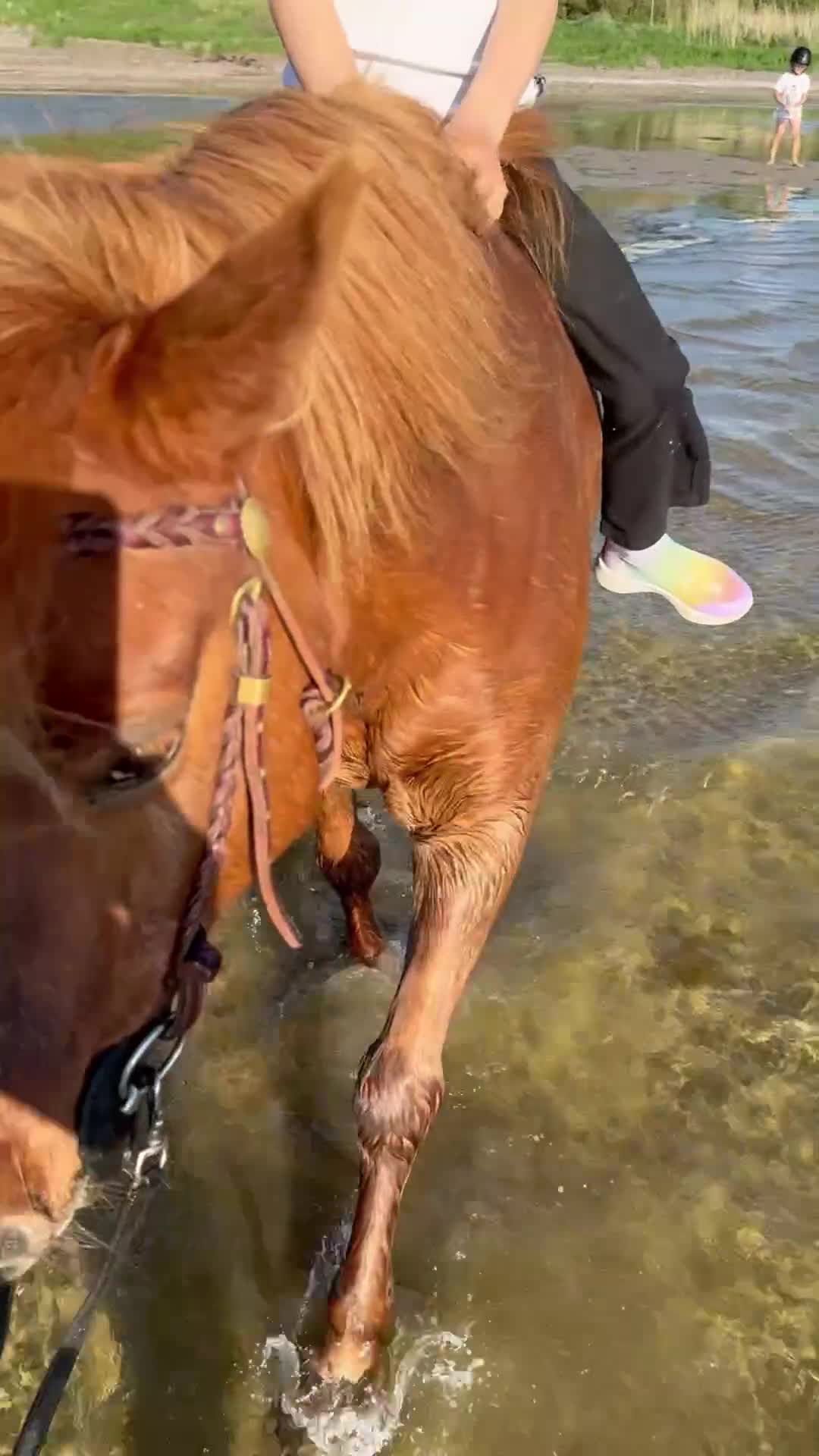 Allround hästar till salu: Rid- och körponny - Video 2