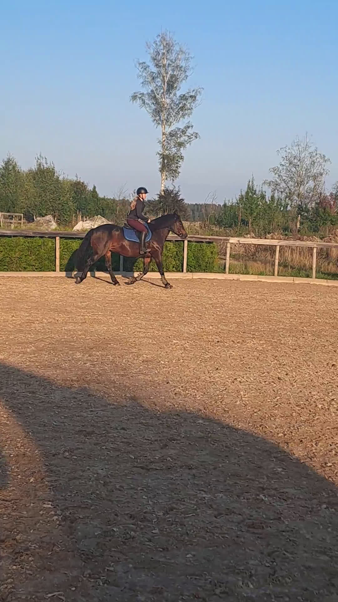 Allround hästar till salu: Pigg o hoppglad skogsmulle i Enköping - Video 3