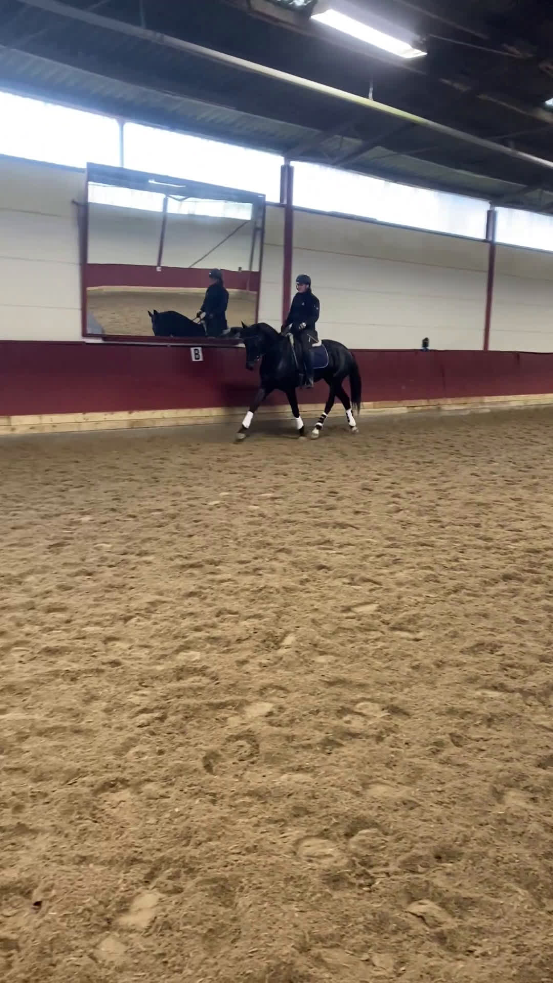 Dressyr hästar till salu: Underbart Swb sto   - Video 2