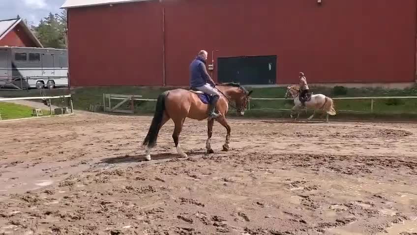 Allround hästar till salu: Fin C-ponny med hög kapacitet.  - Video 3